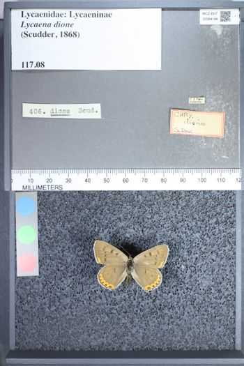 Media type: image;   Entomology 64144